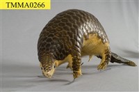 藏品(臺灣鯪鯉)的圖片